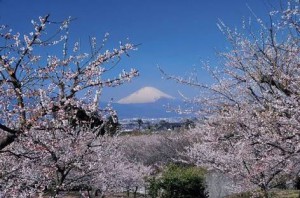 春が近づくと‥